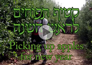 Picking apples for New Year