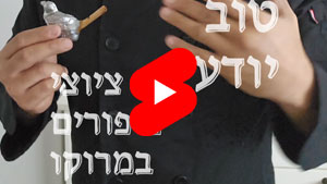 כל שף טוב יודע - ציוצי ציפורים במרוקו | טל עמי