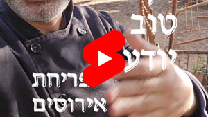כל שף טוב יודע - פריחת האירוסים | טל עמי