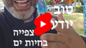 Every Good Chef Knows - Watching Sea Animals | Tal Ami